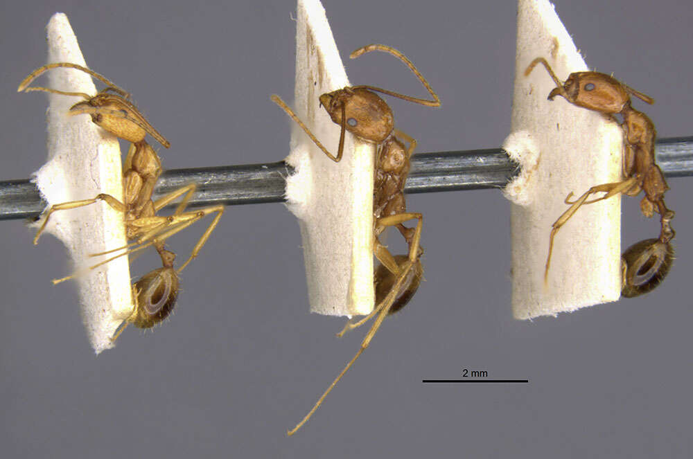 Image de Aphaenogaster kervillei Forel 1910