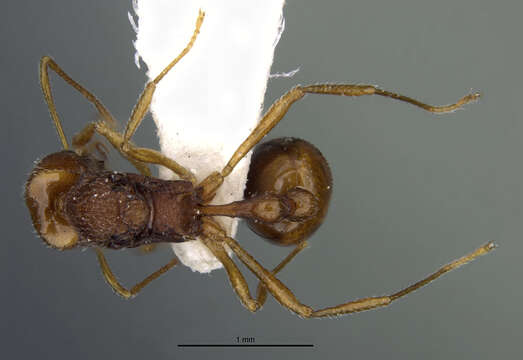 Image of Acanthognathus rudis Brown & Kempf 1969