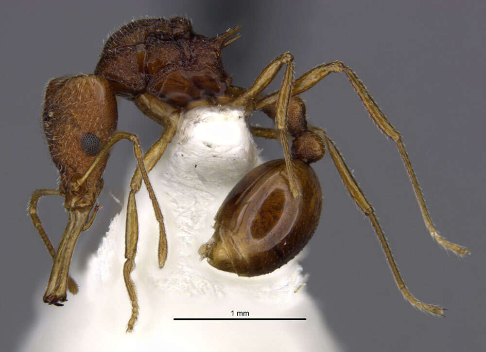 Image of Acanthognathus rudis Brown & Kempf 1969