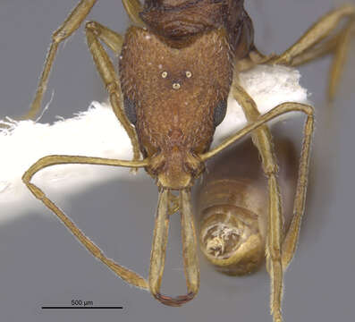 Image of Acanthognathus rudis Brown & Kempf 1969