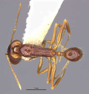 Image of Anochetus modicus Brown 1978