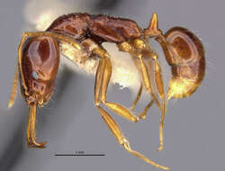 Image of Anochetus modicus Brown 1978