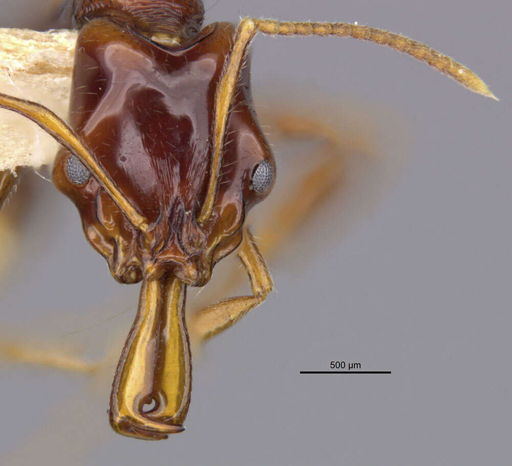 Image of Anochetus modicus Brown 1978