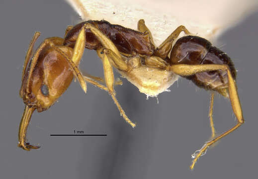 Image of Anochetus paripungens Brown 1978