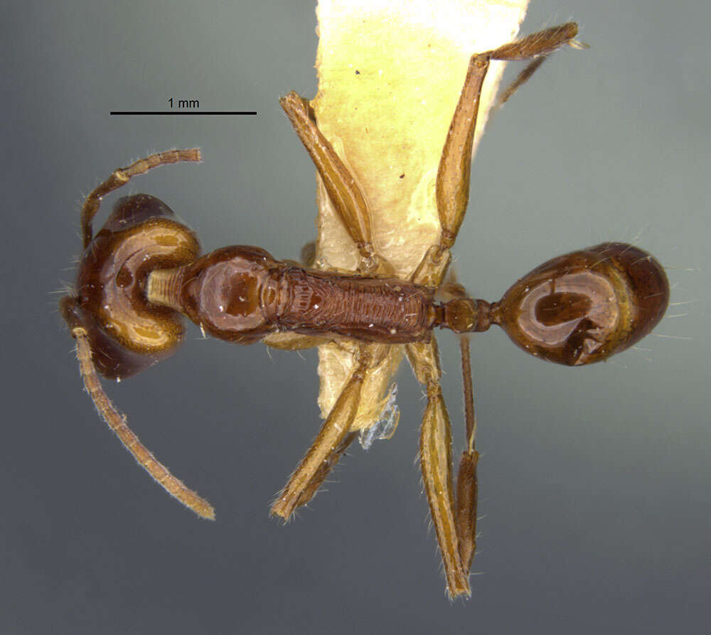 Image of Anochetus peracer Brown 1978