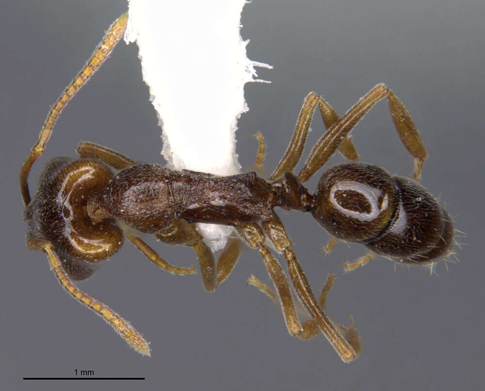 Image of Anochetus pubescens Brown 1978