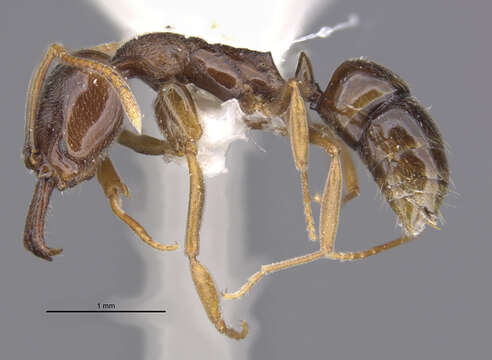 Image of Anochetus pubescens Brown 1978