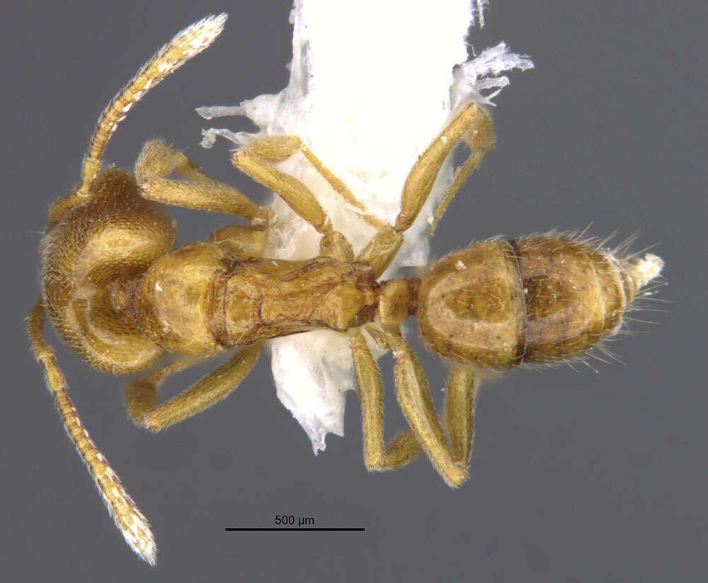 Image of Anochetus pupulatus Brown 1978