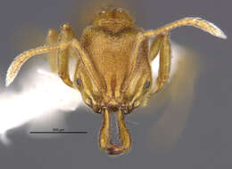 Image of Anochetus pupulatus Brown 1978