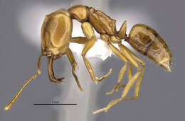 Image of Anochetus siphneus Brown 1978