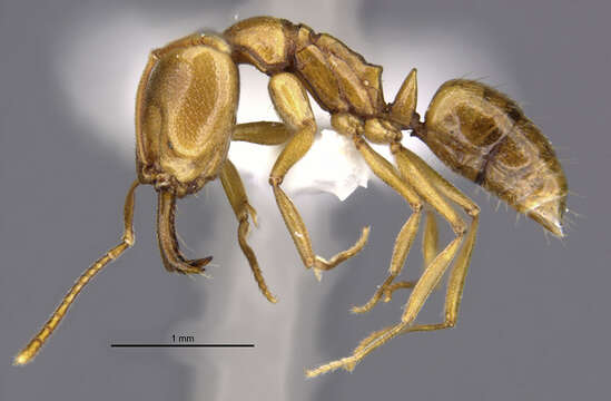 Image of Anochetus siphneus Brown 1978