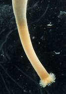 Image of Thysanocardia (Fisher 1950)