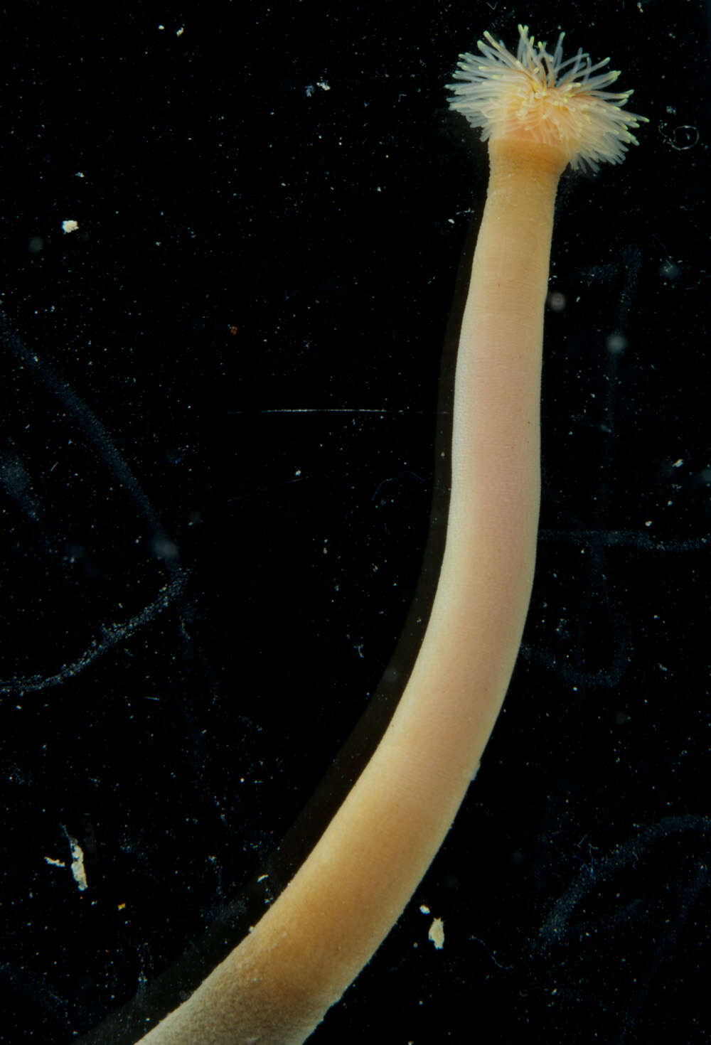 Image of Thysanocardia (Fisher 1950)