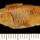 Image of Sonora topminnow