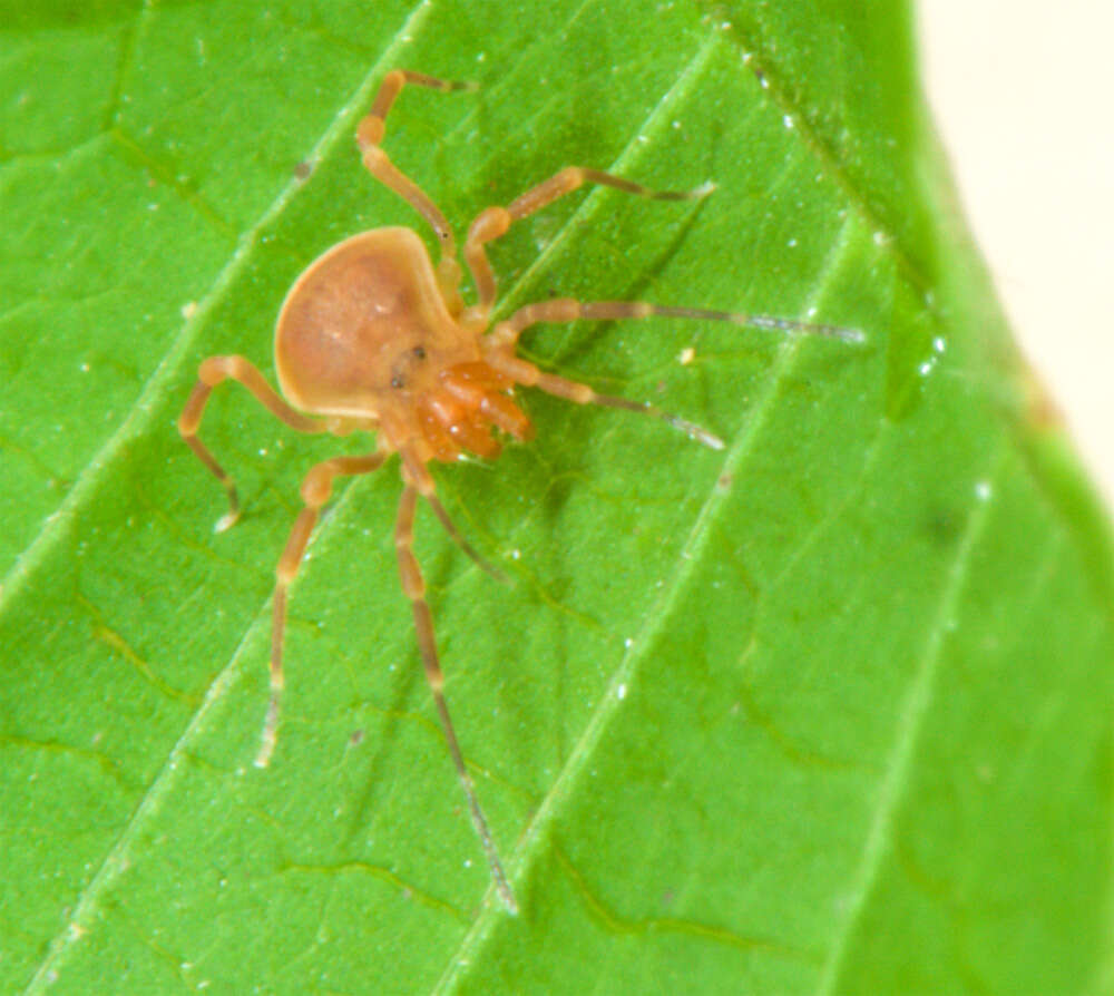 Слика од Samoidae