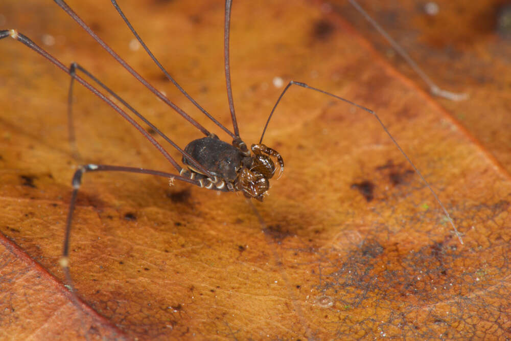 Image of <i>Avima matintaperera</i>