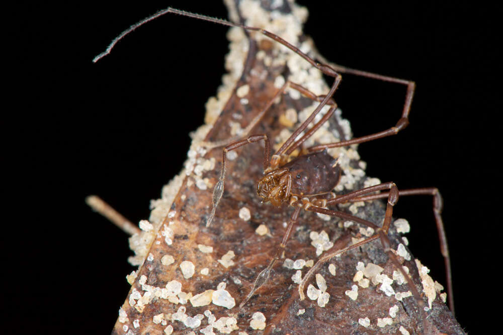 Image of Manaosbia
