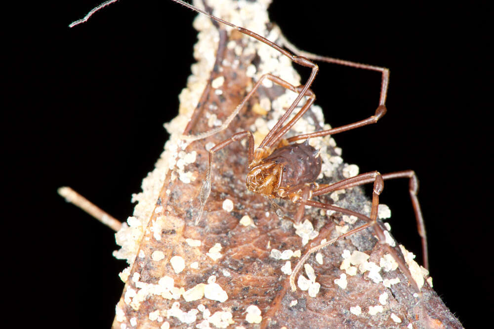 Image of Manaosbia