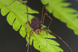 Image of Rhopalocranaus