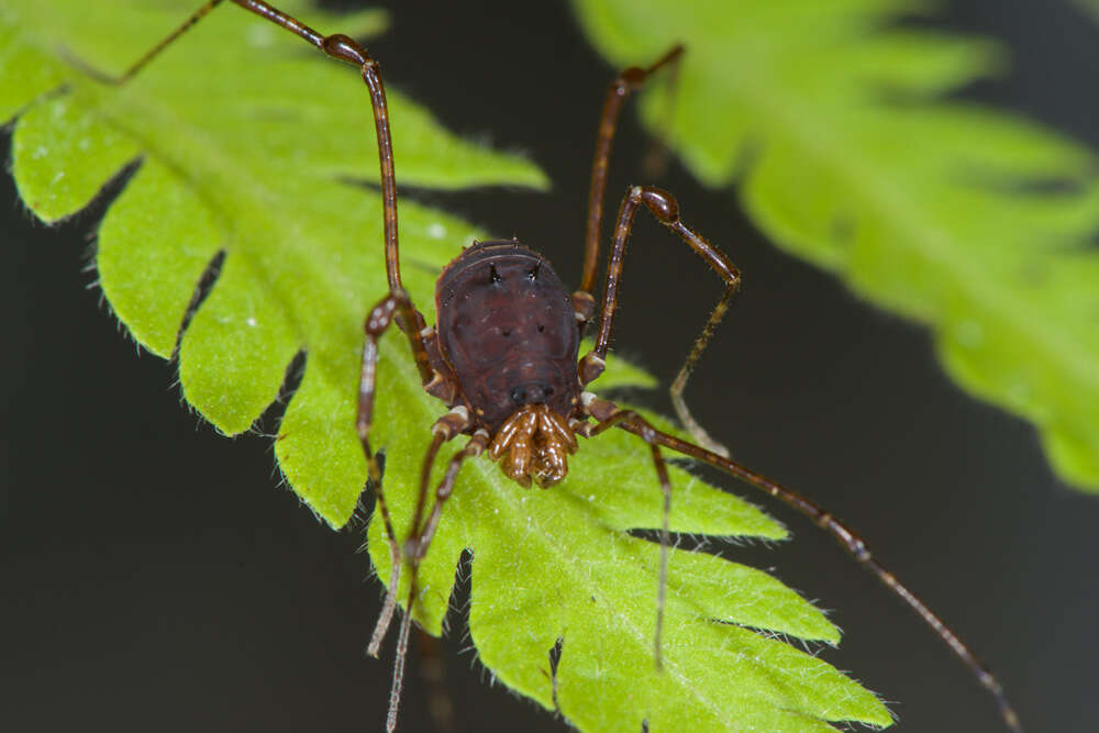 Image of Rhopalocranaus