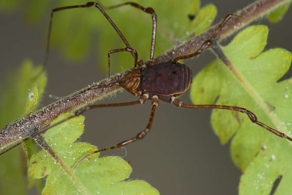 Image of Rhopalocranaus