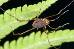 Image of Rhopalocranaus