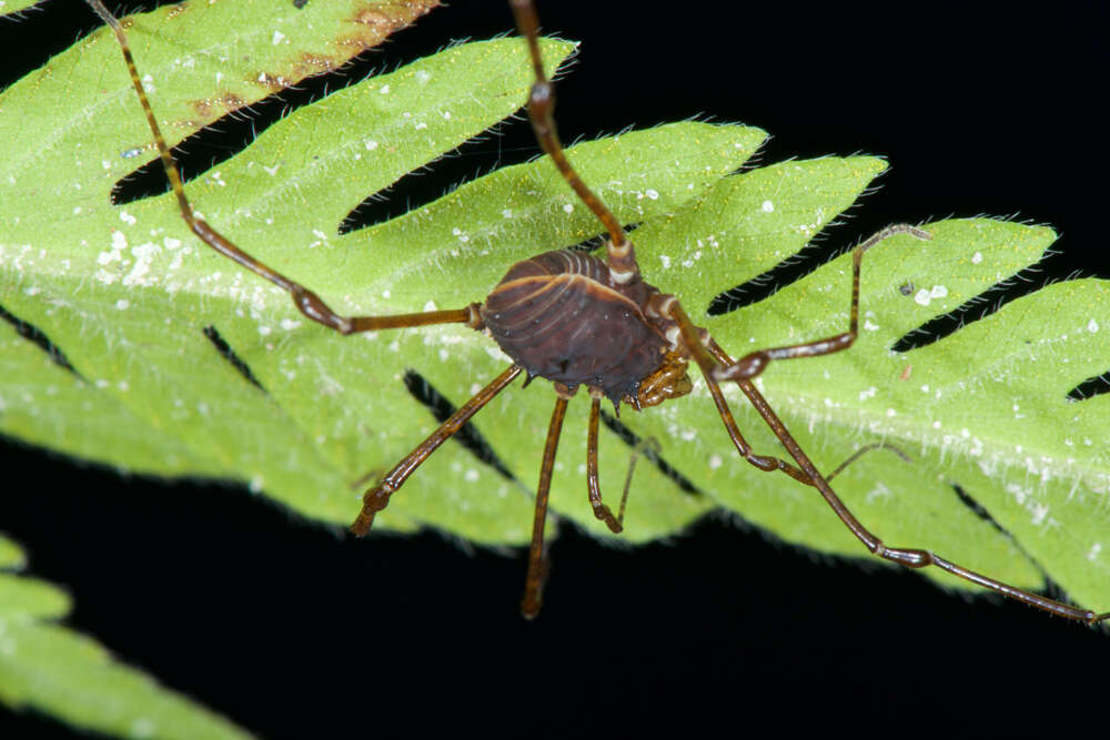 Image of Rhopalocranaus