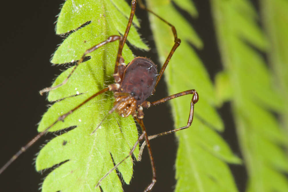 Image of Rhopalocranaus