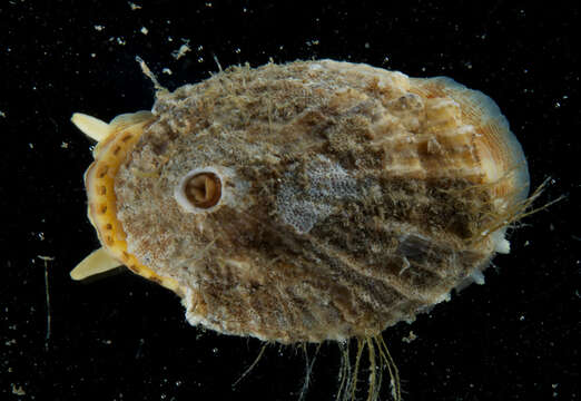 Image of rough keyhole limpet