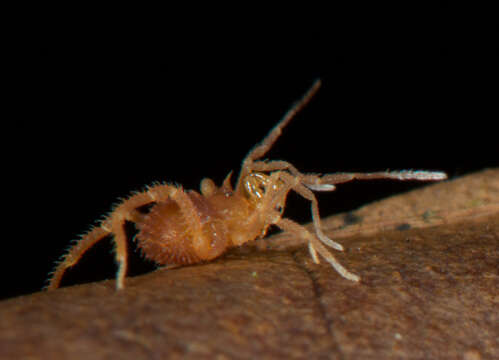 Image of Escadabiidae