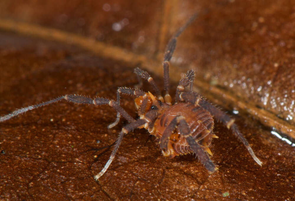 Image of Fissiphallius martensi