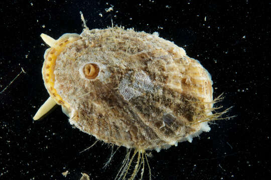 Image of rough keyhole limpet