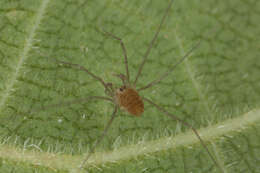 Image of Sclerosomatidae