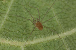 Image of Sclerosomatidae