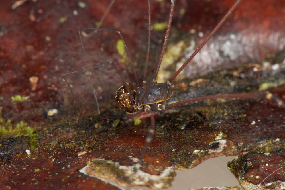 Image of <i>Avima matintaperera</i>