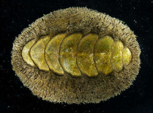 Image of Mossy chiton