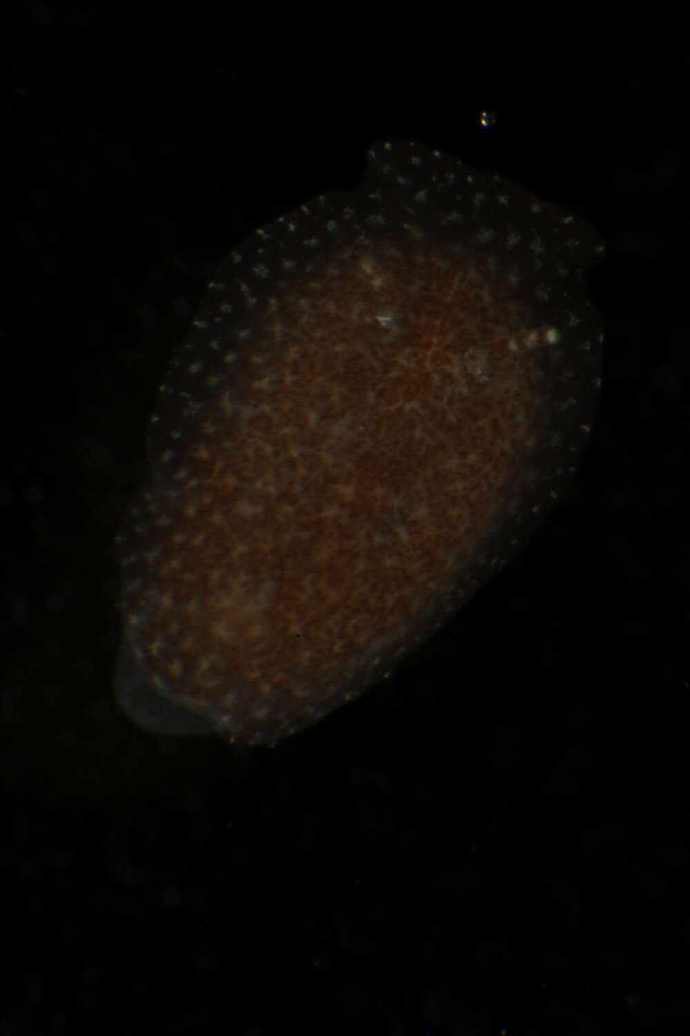 Image of Doridomorphidae Er. Marcus & Ev. Marcus 1960