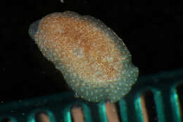 Image of Doridomorphidae Er. Marcus & Ev. Marcus 1960