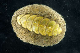 Image of Mossy chiton