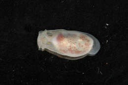 Image of <i>Atys semistriata</i>