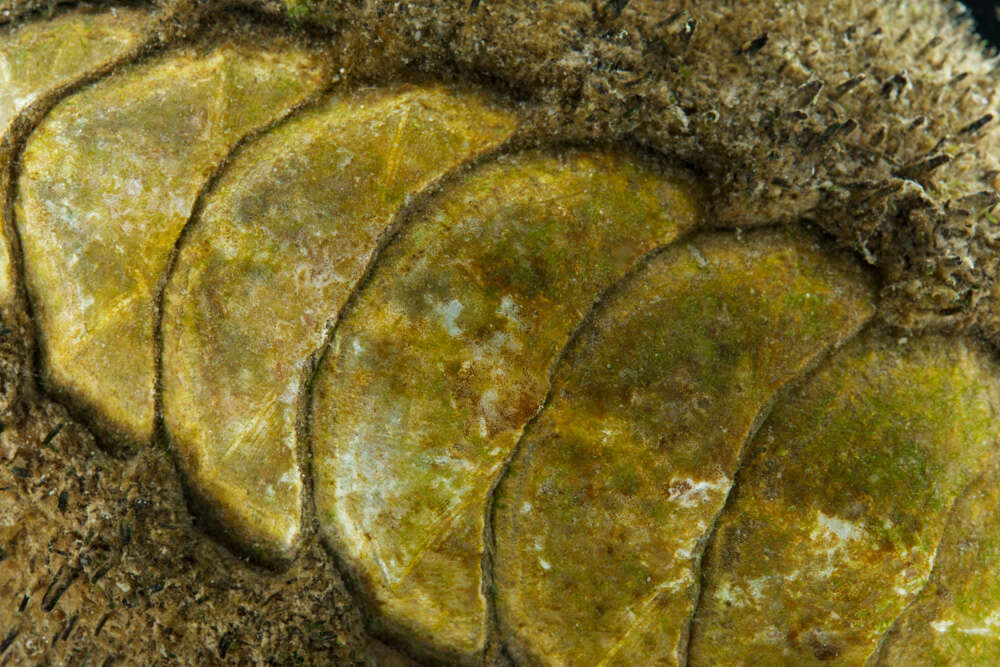 Image of Mossy chiton