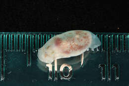 Image of <i>Atys semistriata</i>