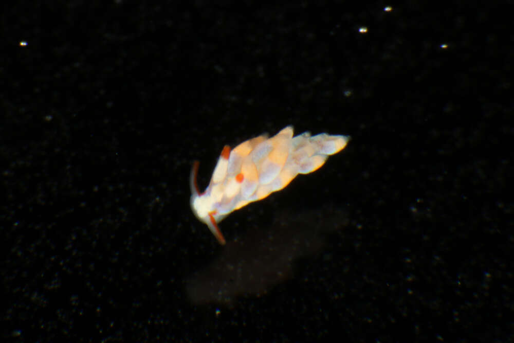 Image of Aeolidiidae Gray 1827