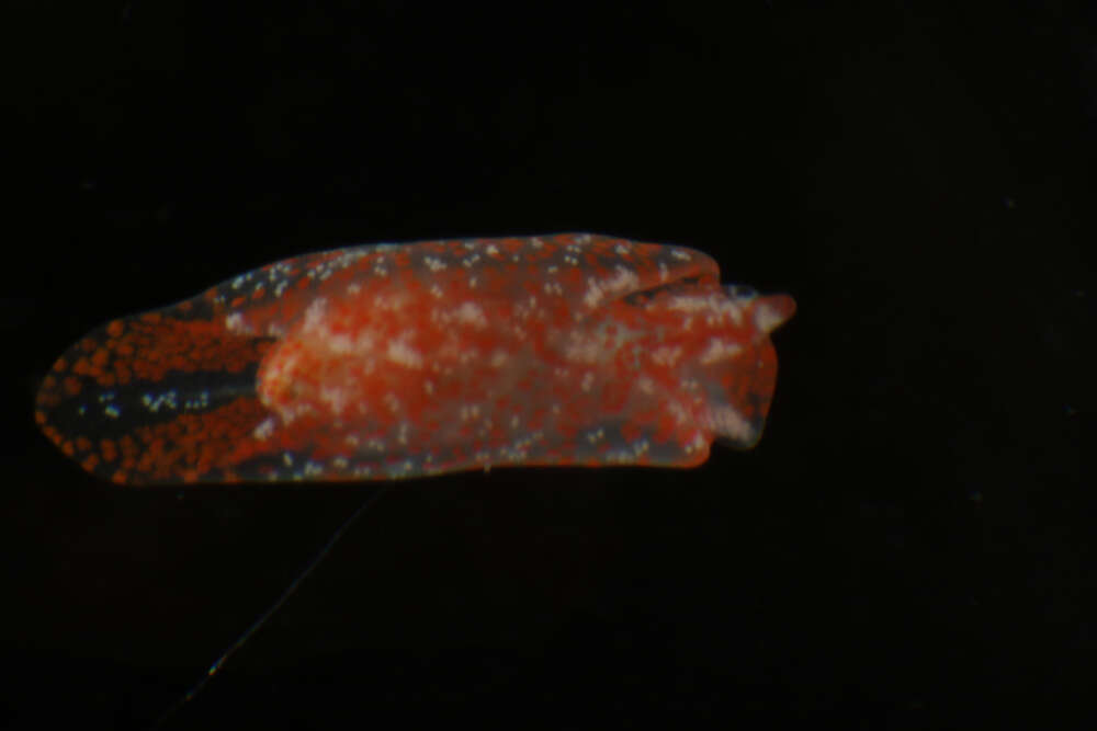 Image of Philinoidea