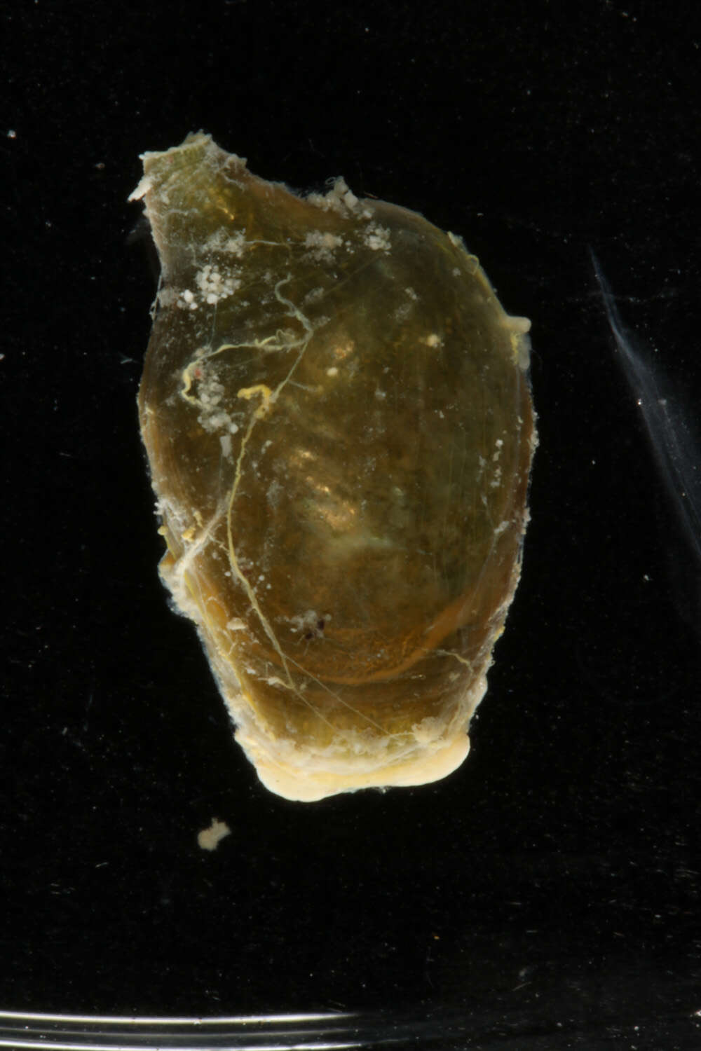 Image of Volvatellidae Pilsbry 1895