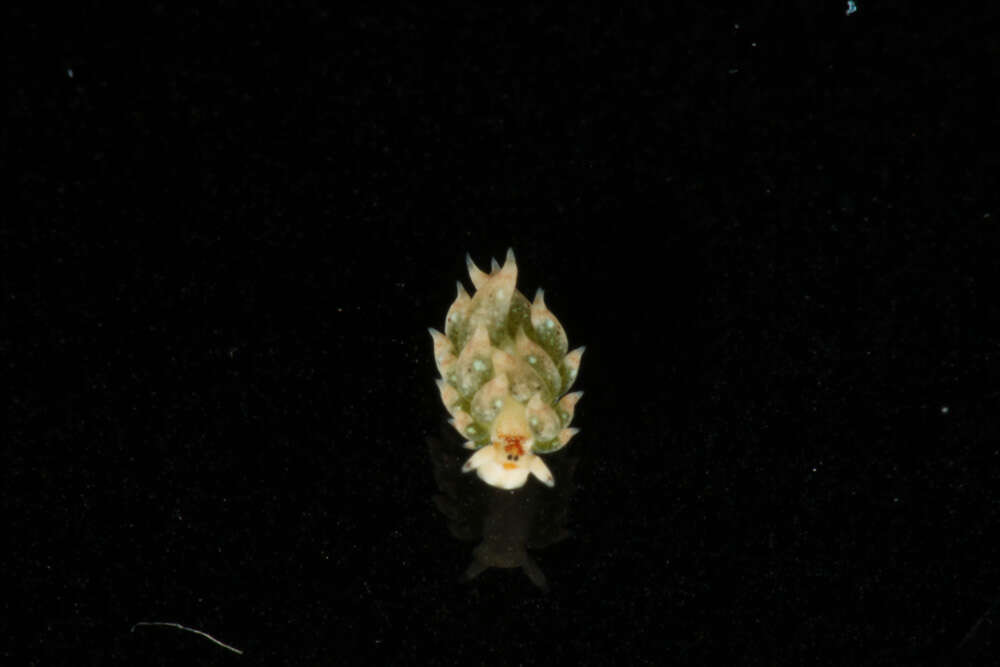 Image of Costasiellidae K. B. Clark 1984