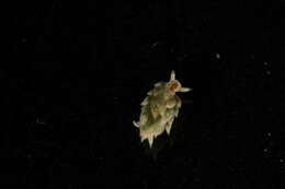 Image of Costasiellidae K. B. Clark 1984