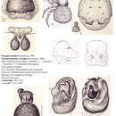 Image of Paraplectanoides crassipes Keyserling 1886