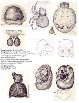 Image of Paraplectanoides