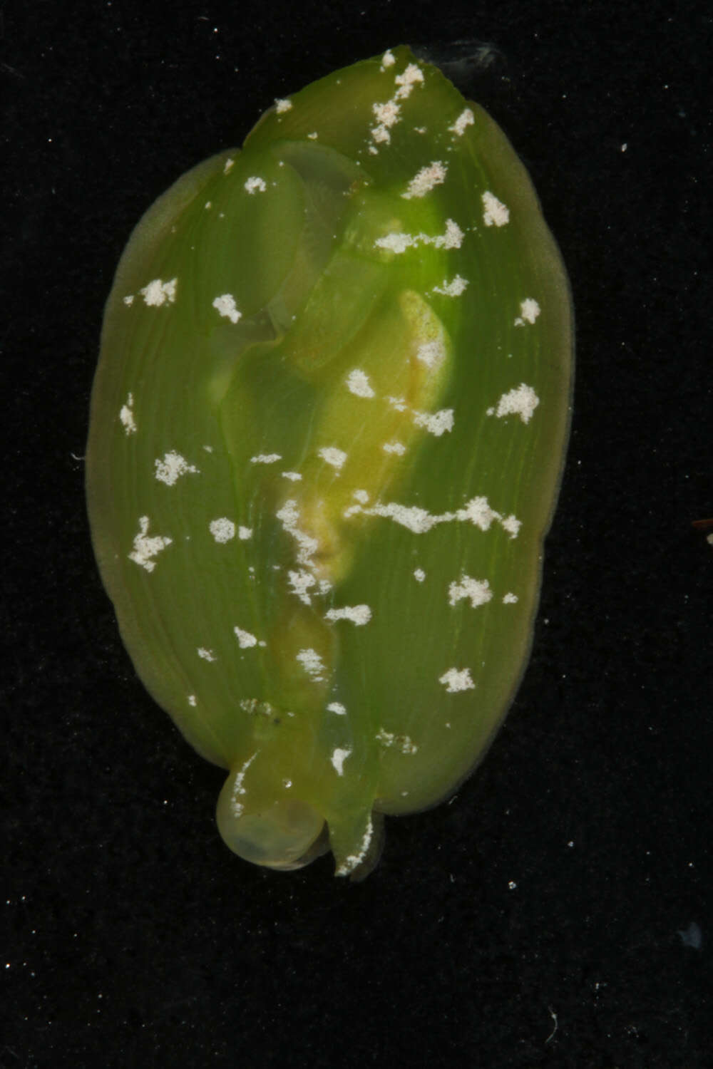 Phyllaplysia P. Fischer 1872 resmi